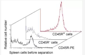 Isolation of B cells from rat spleen using CD45R MicroBeads, a MiniMACS Separator, and an MS Column.